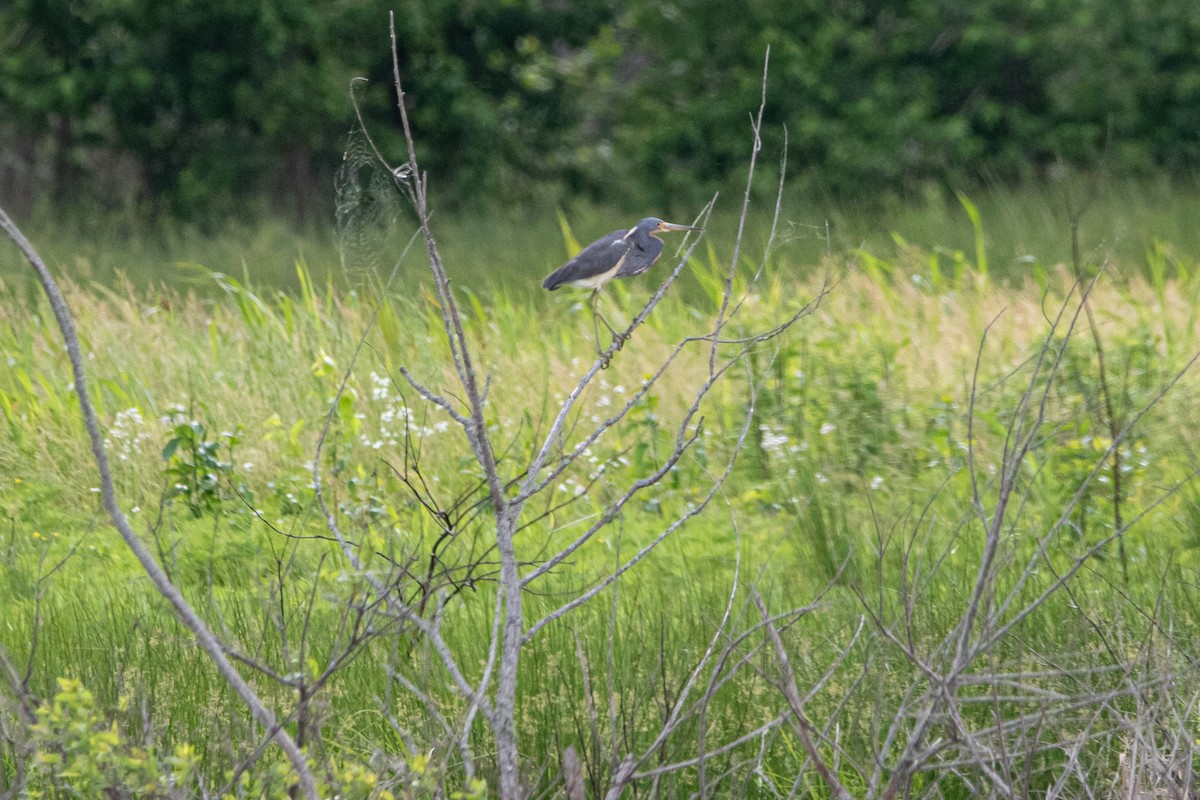 Tricolored Heron - Christie Bass