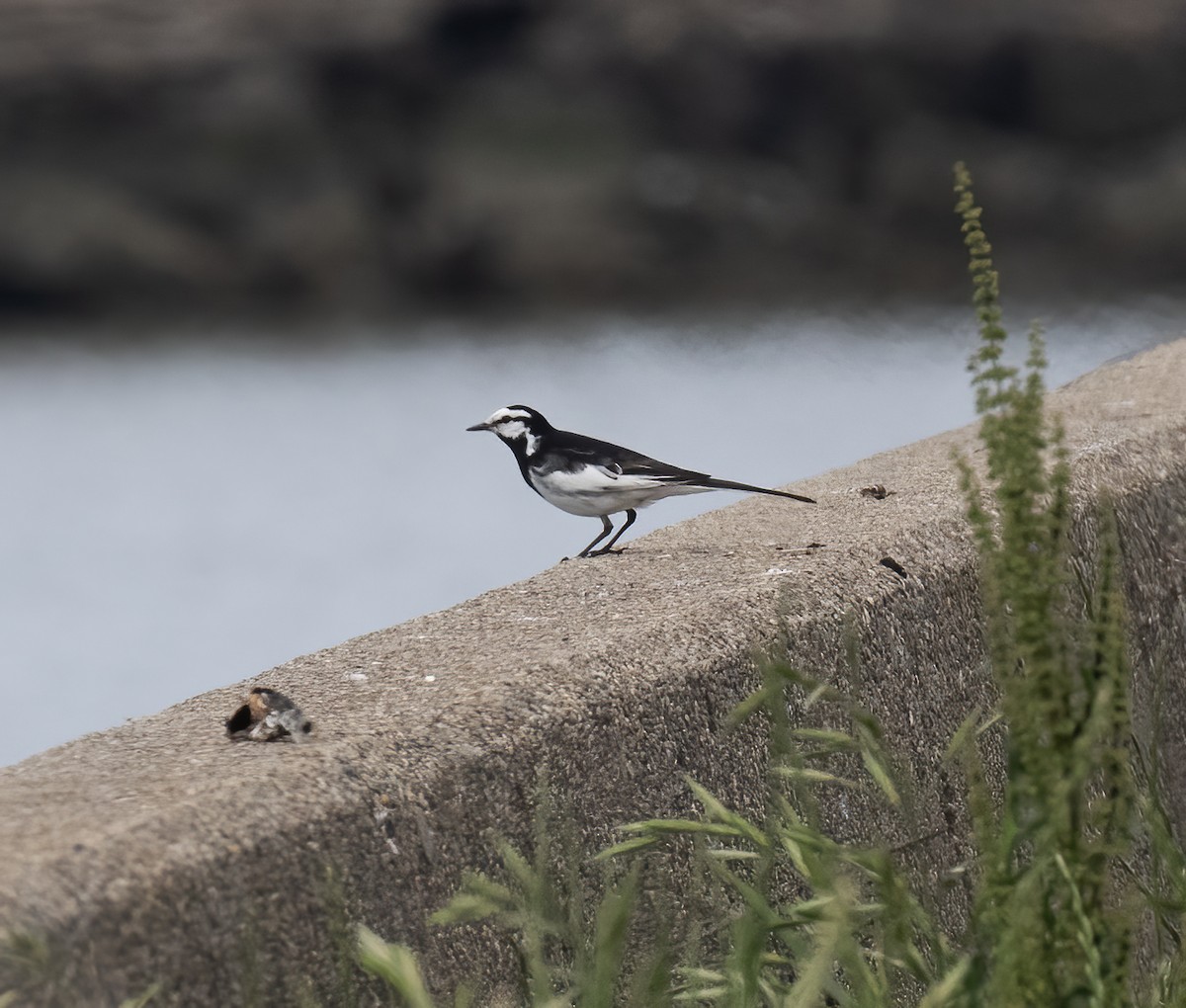 White Wagtail (Black-backed) - ML618792395