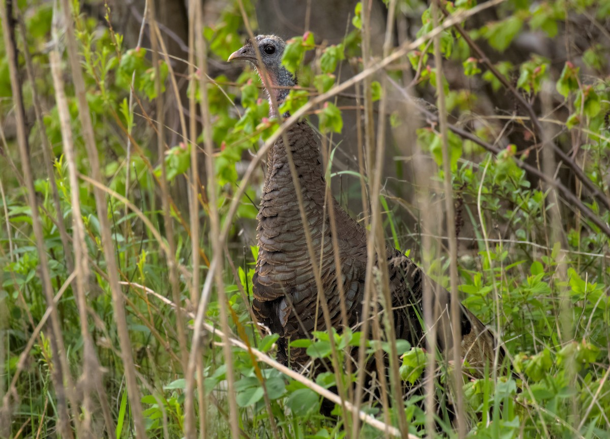 Wild Turkey - Gihyun Yoo