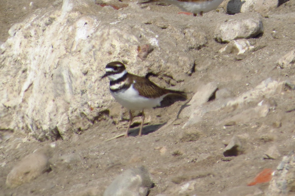 Killdeer - Gary Prescott