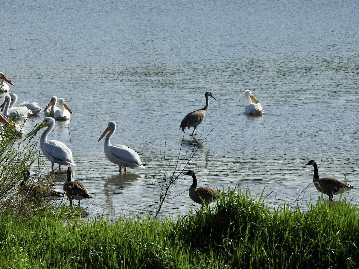 Sandhill Crane - Anita Hooker