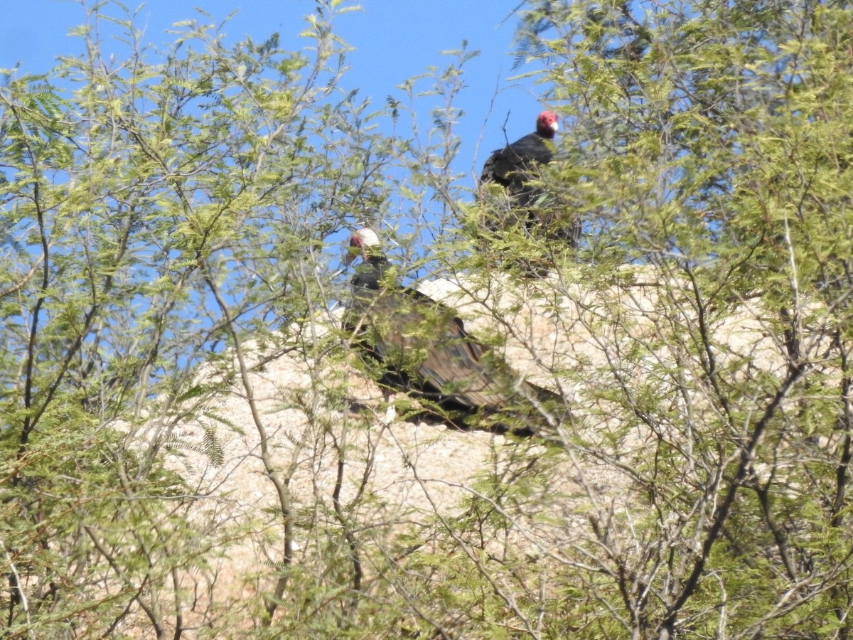 Turkey Vulture - ML618792426