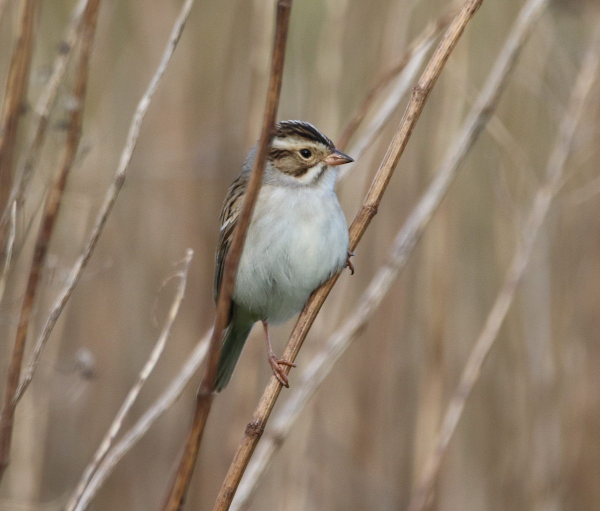 Clay-colored Sparrow - Jason Pizzey