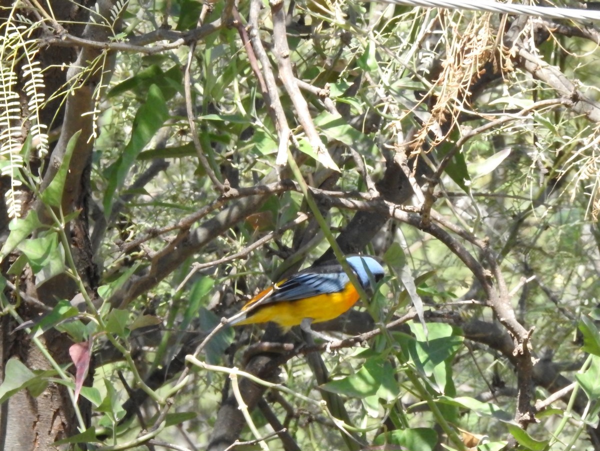 Blue-and-yellow Tanager - ML618792450