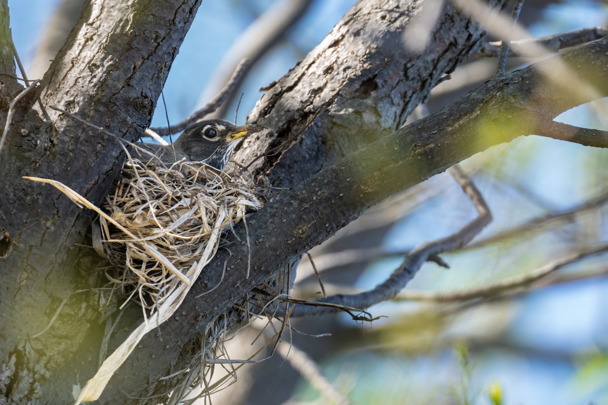 American Robin - Matt Saunders