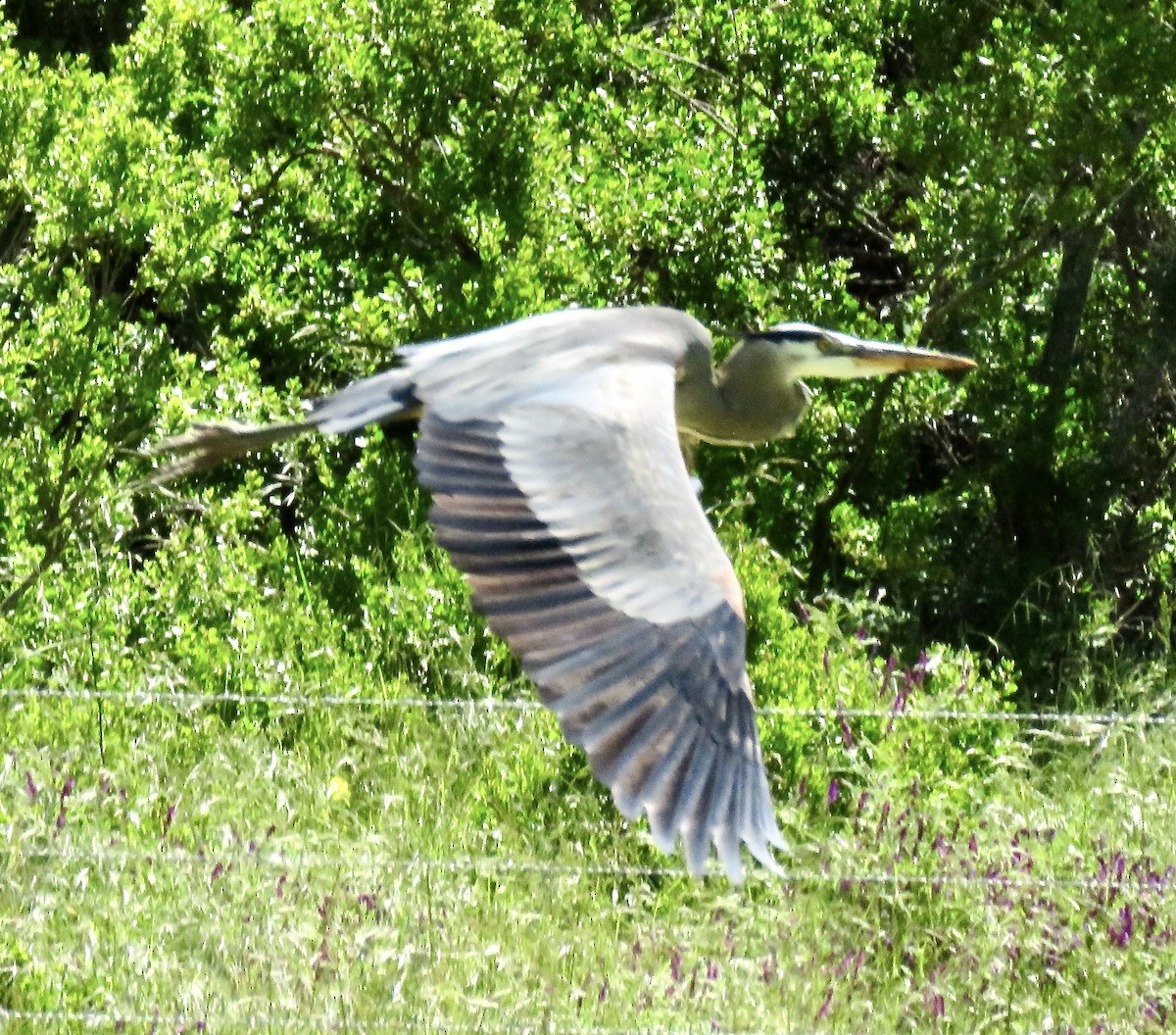 Garza Azulada - ML618792462