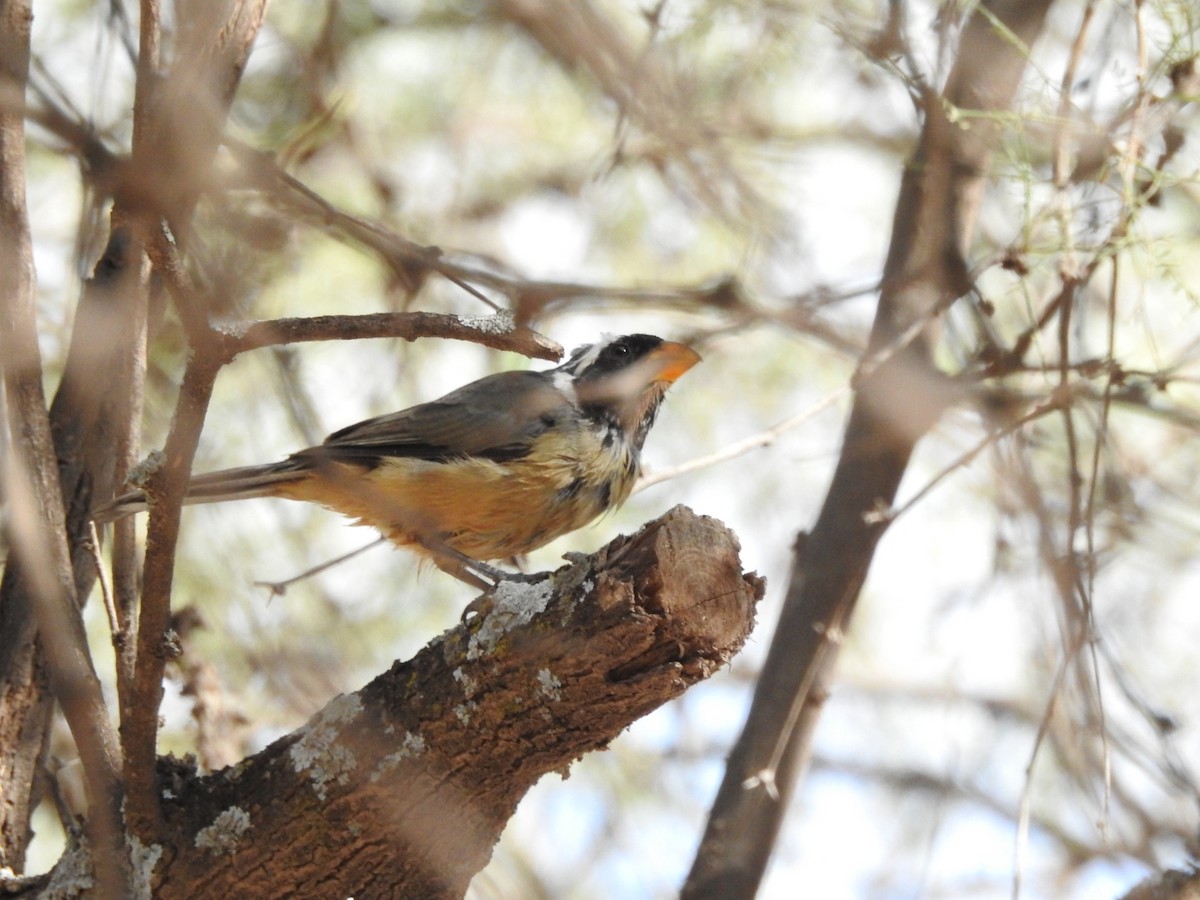 Golden-billed Saltator - ML618792478