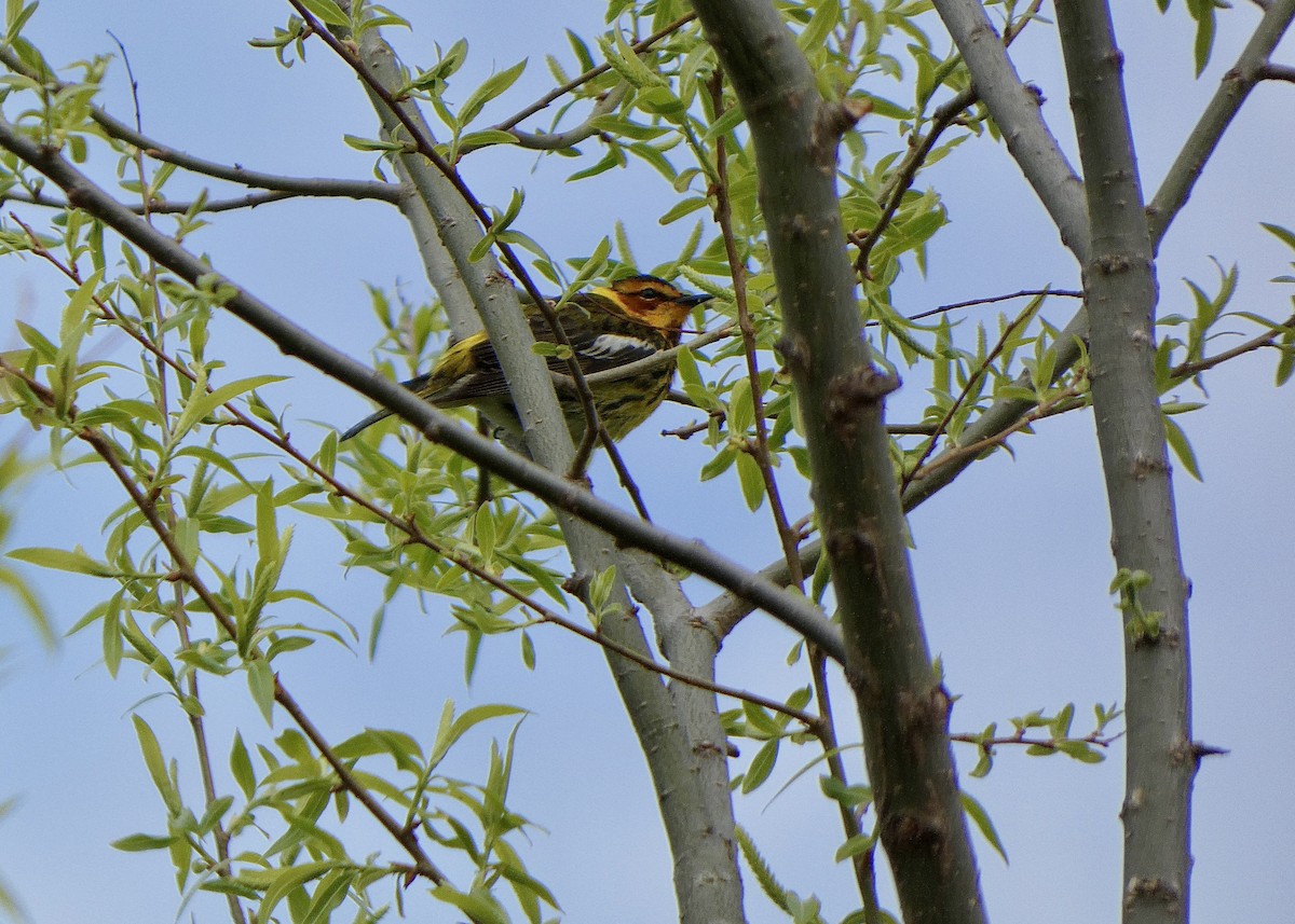 Cape May Warbler - Jon D. Erickson