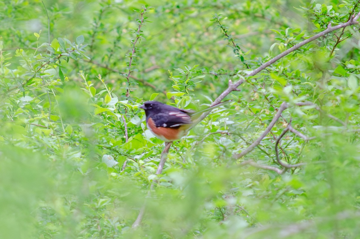 Eastern Towhee - Alison Robey