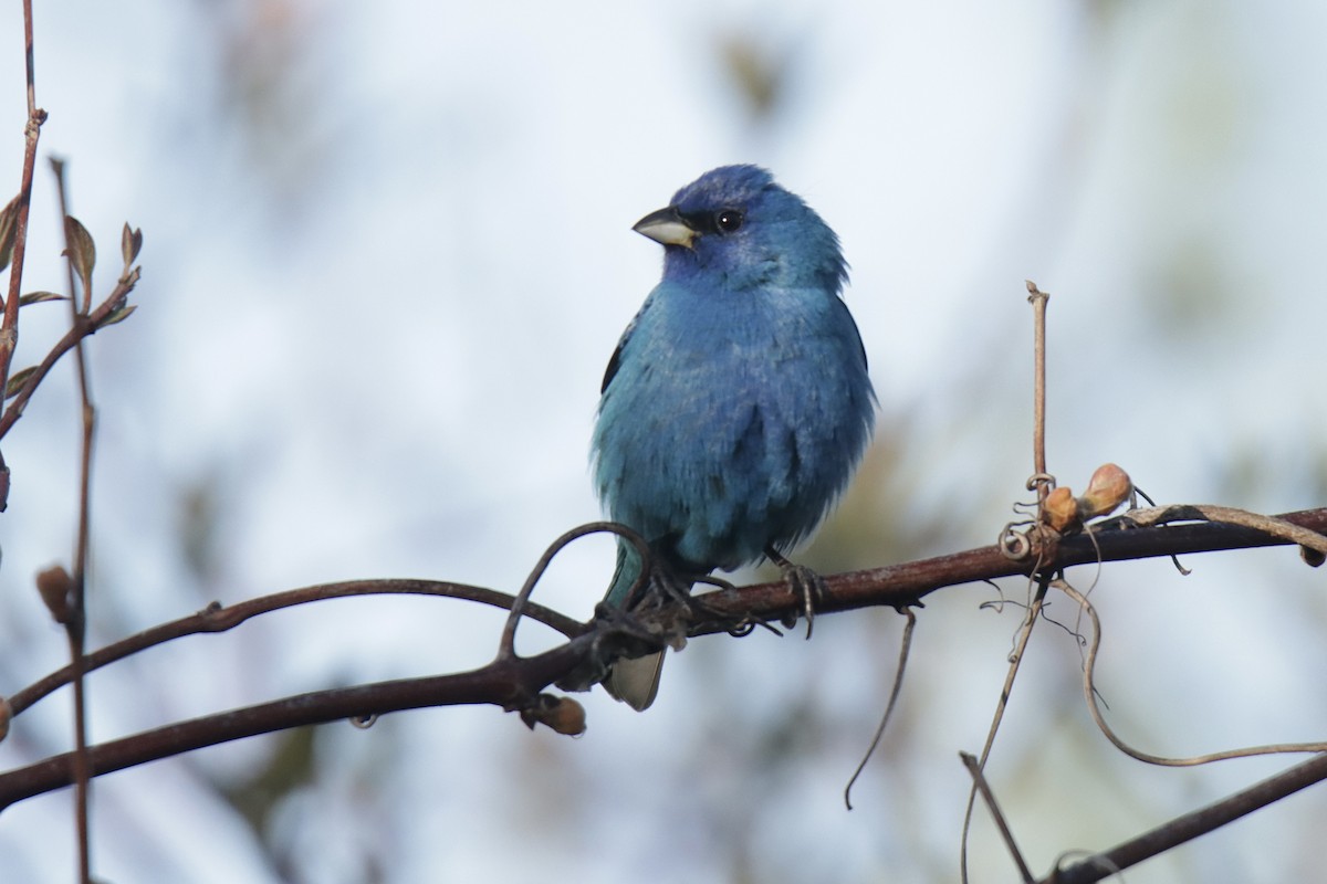 Indigo Bunting - Jonathan Lautenbach