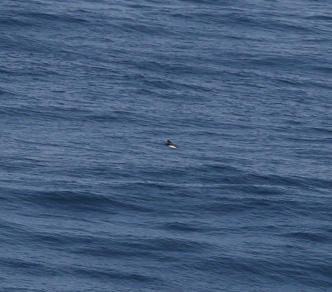 Peruvian Diving-Petrel - Juan González Mejias