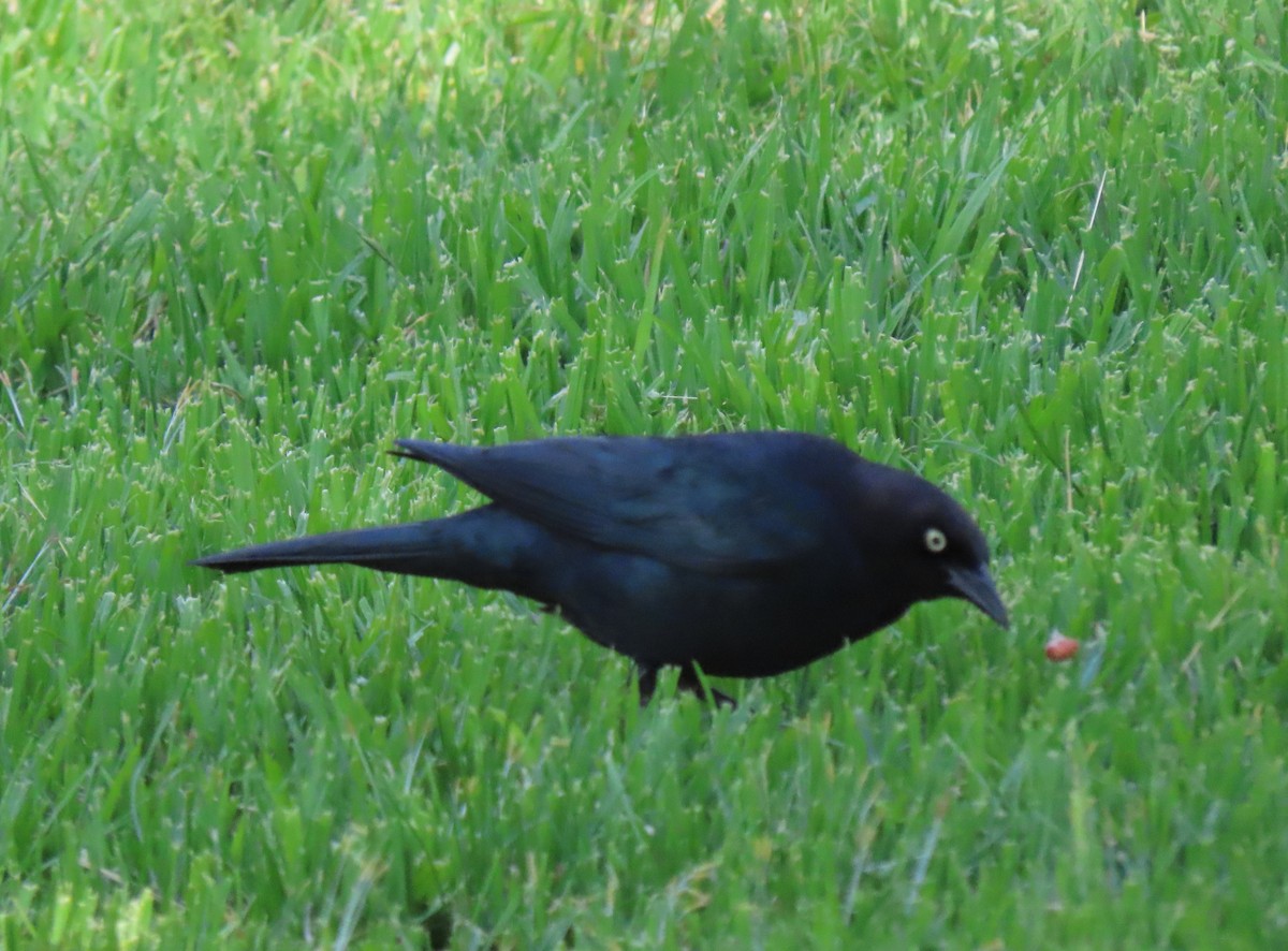 Brewer's Blackbird - Donna Bray