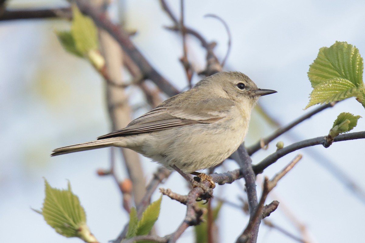 Pine Warbler - Jonathan Lautenbach