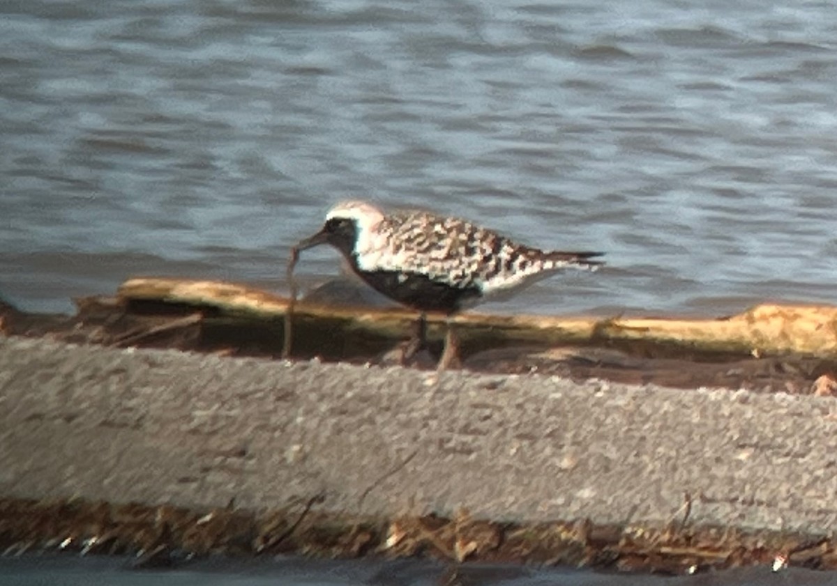 Black-bellied Plover - Robert Deegan