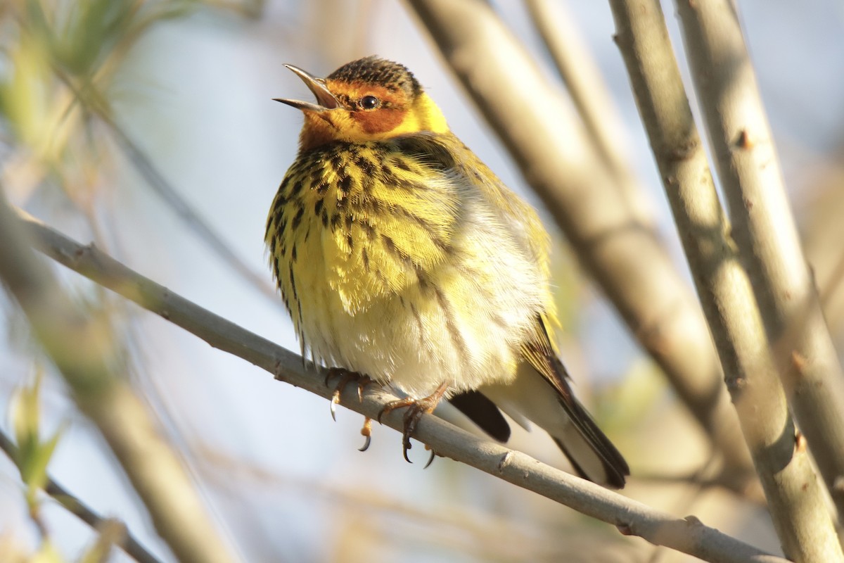 Cape May Warbler - Jonathan Lautenbach