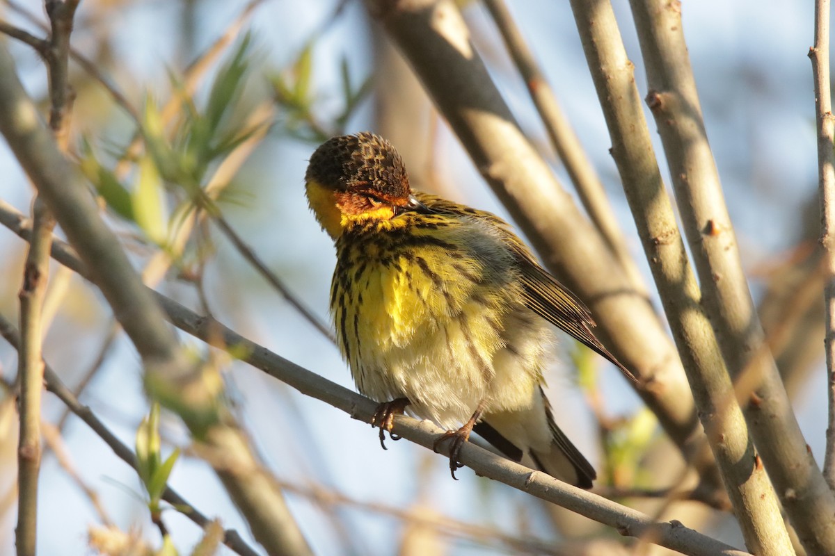 Cape May Warbler - Jonathan Lautenbach