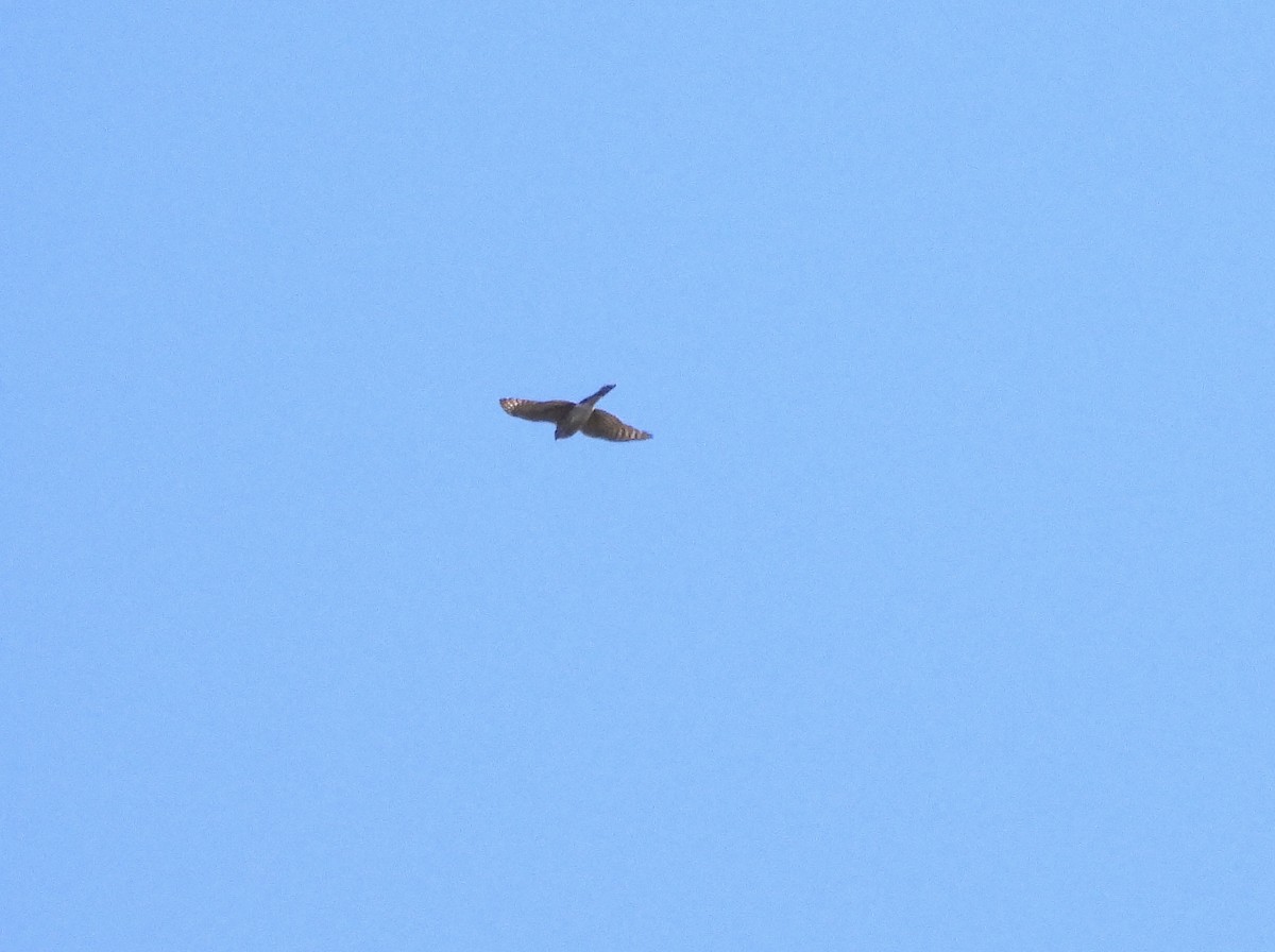 Sharp-shinned Hawk - Michelle Bélanger