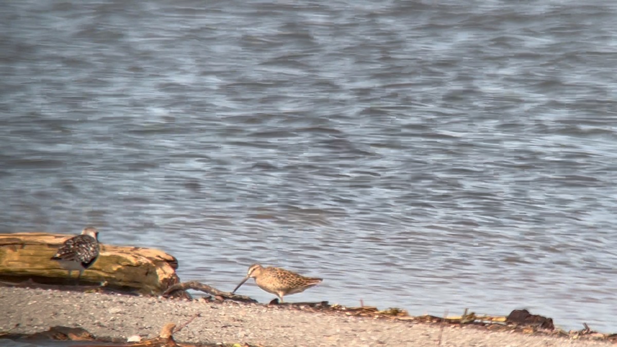 Short-billed Dowitcher - Robert Deegan