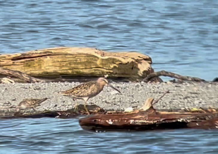 Short-billed Dowitcher - Robert Deegan