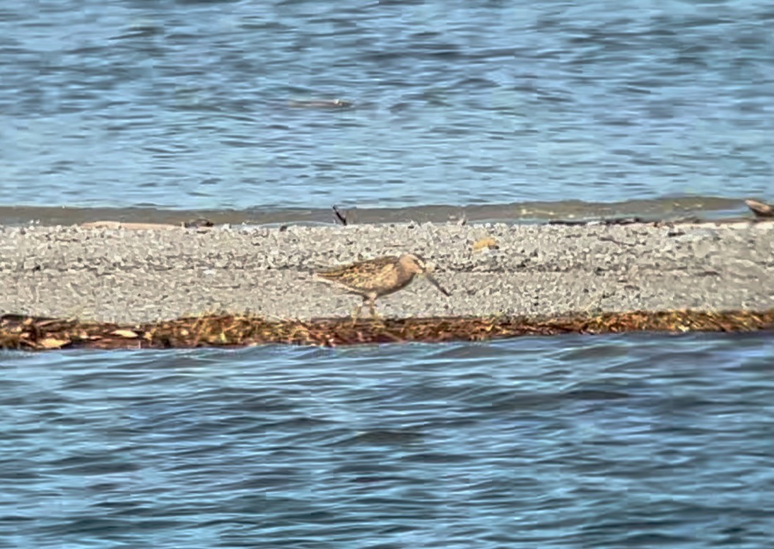 Short-billed Dowitcher - Robert Deegan