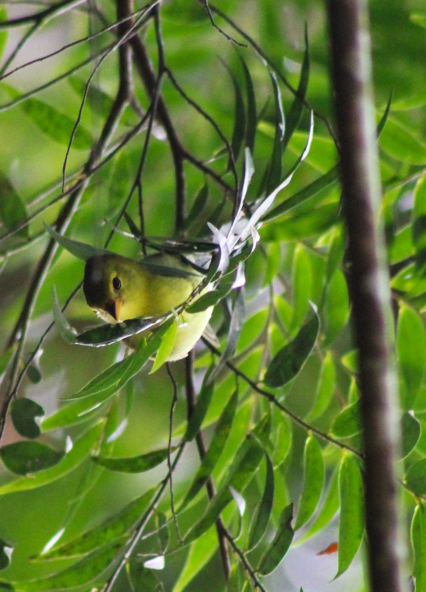 Rufous-headed Tanager - ML618792565