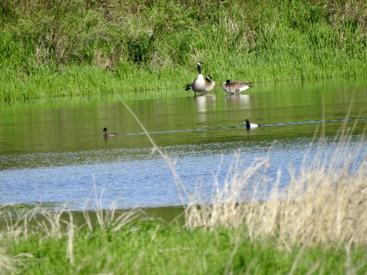 Lesser Scaup - Anita Hooker