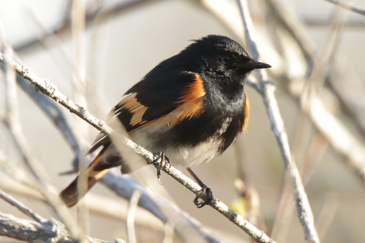 American Redstart - Jonathan Lautenbach