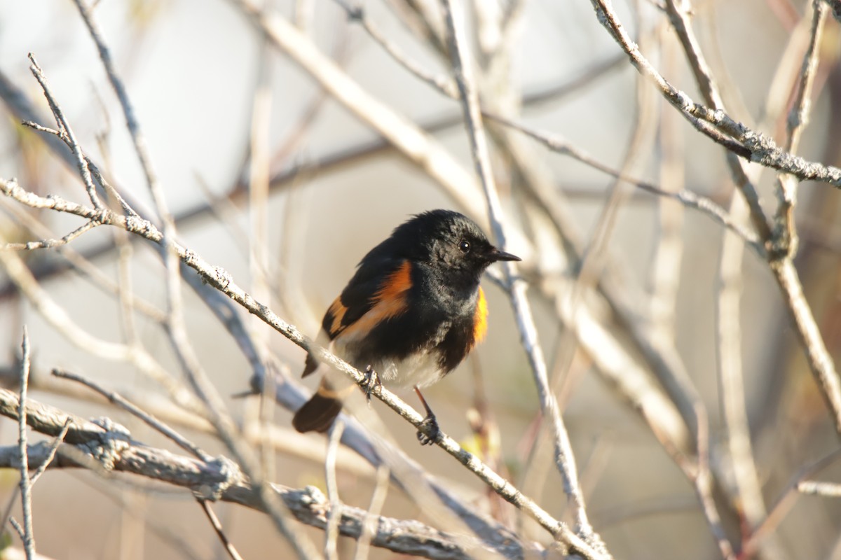 American Redstart - Jonathan Lautenbach