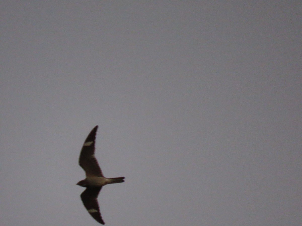 Common Nighthawk - robert wellens