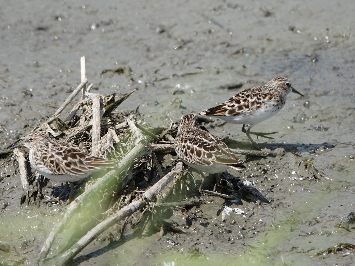 pygmésnipe - ML618792589