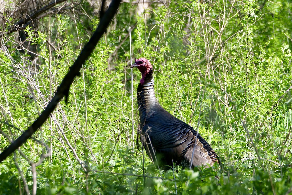 Wild Turkey - Bruce & Lori Whitehouse