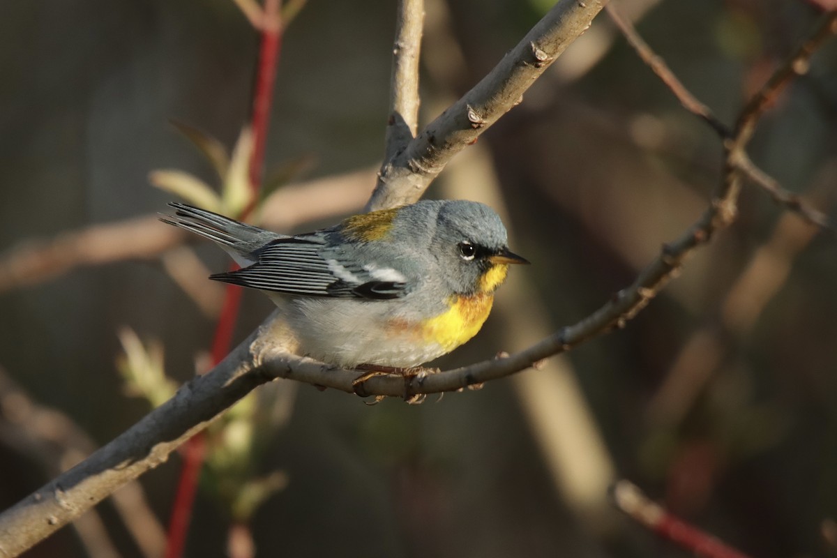 Northern Parula - Jonathan Lautenbach