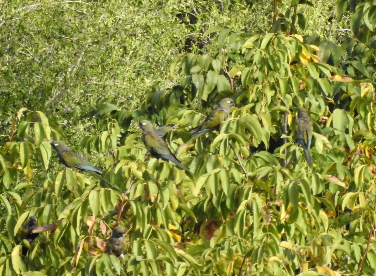 Patagonya Papağanı - ML618792619