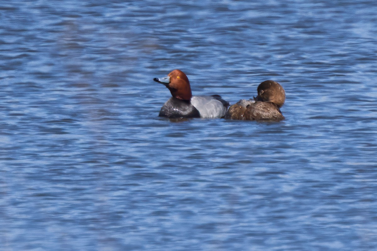 Fuligule à tête rouge - ML618792621