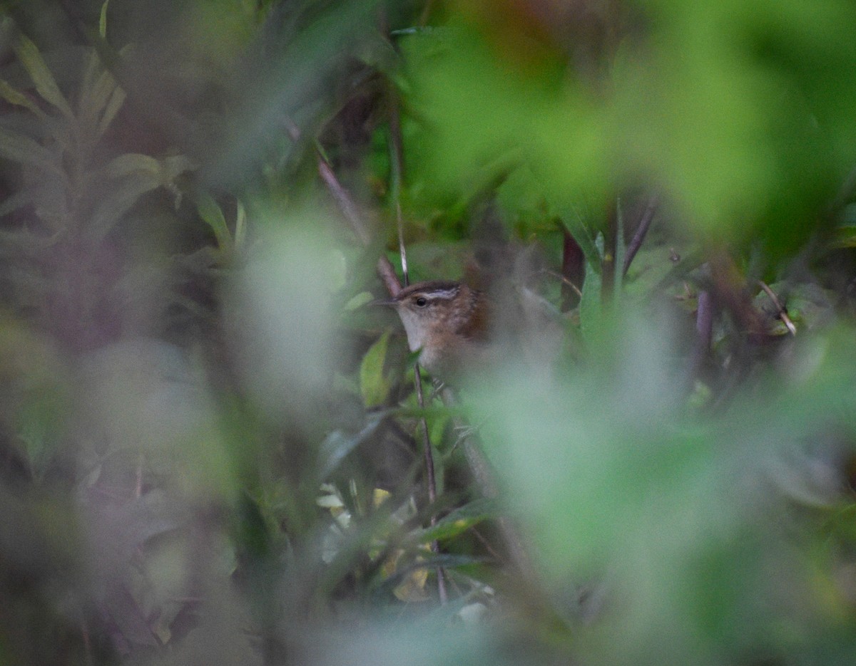 Marsh Wren - ML618792639