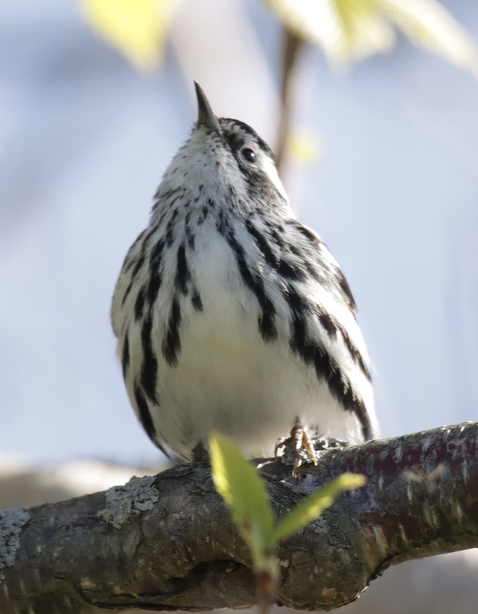 Black-and-white Warbler - Jonathan Lautenbach