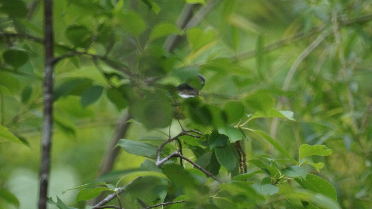 Magnolia Warbler - Bryan White