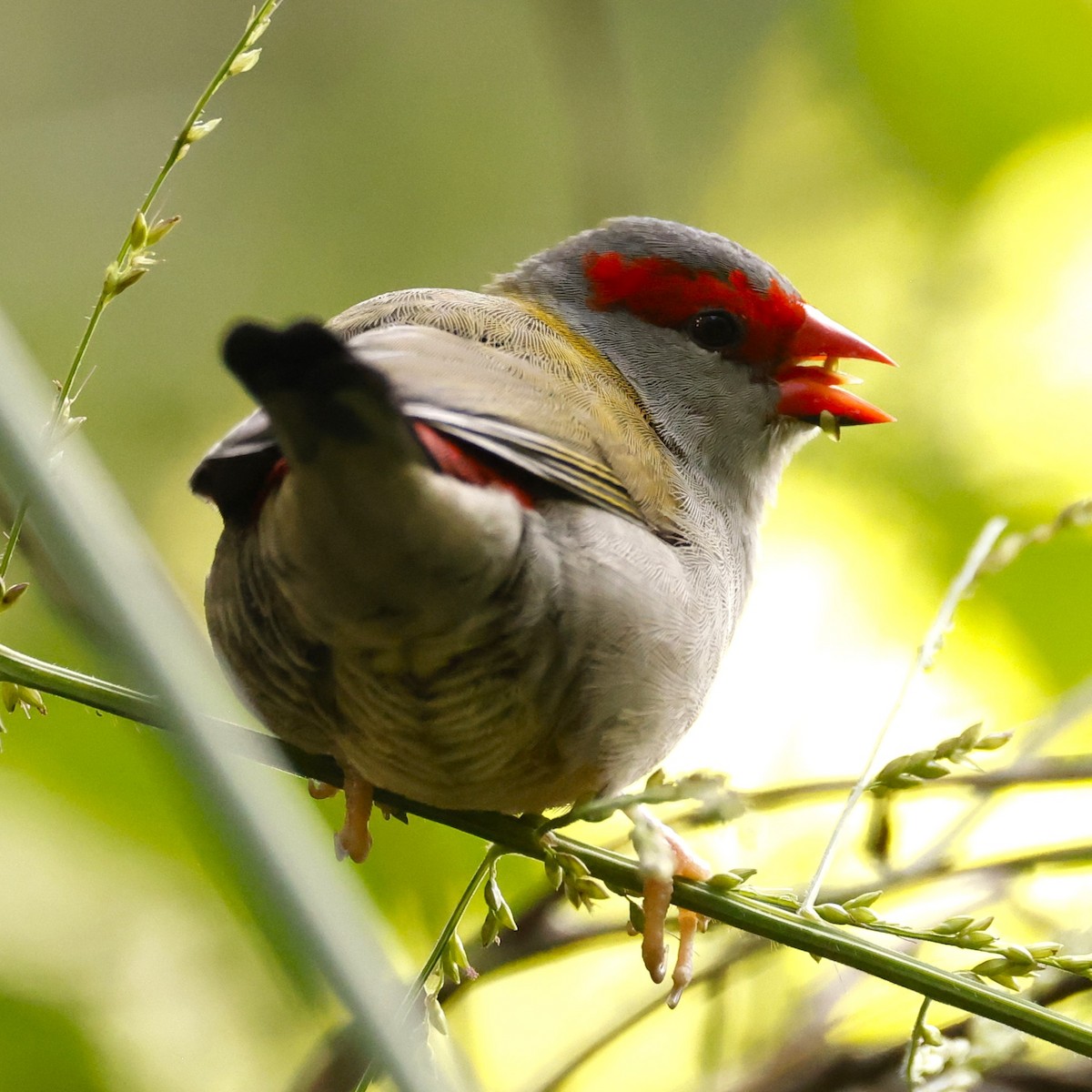 Red-browed Firetail - John Mills