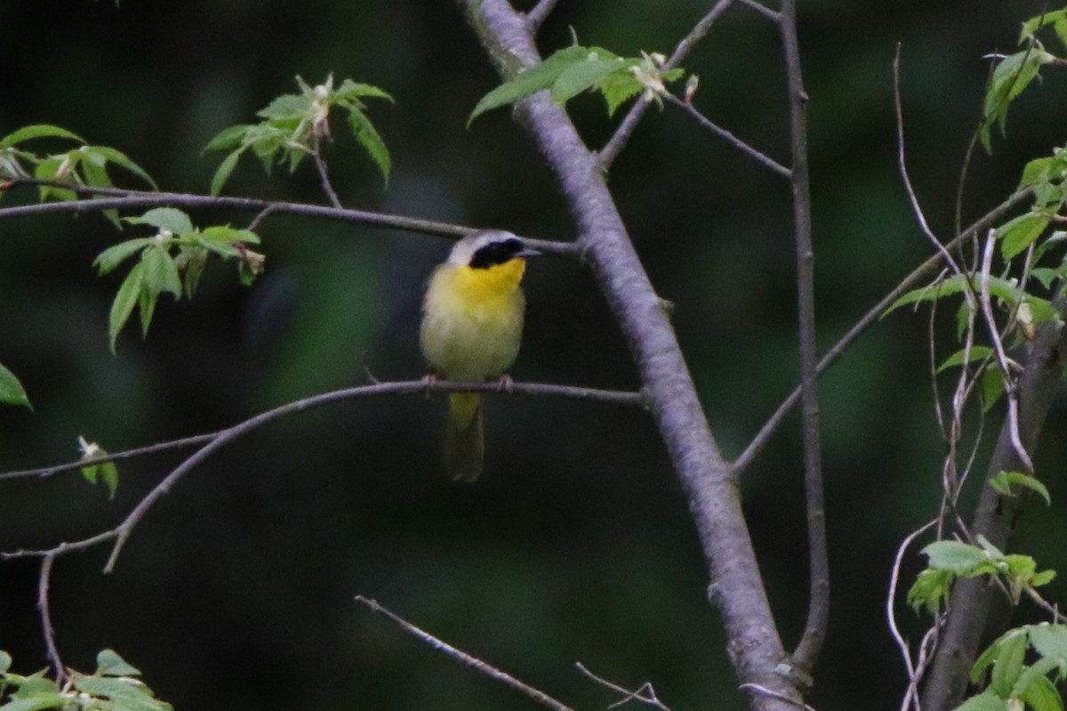 Common Yellowthroat - Joe Baldwin