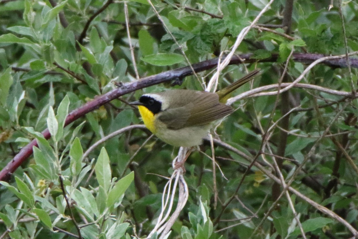 Common Yellowthroat - Joe Baldwin