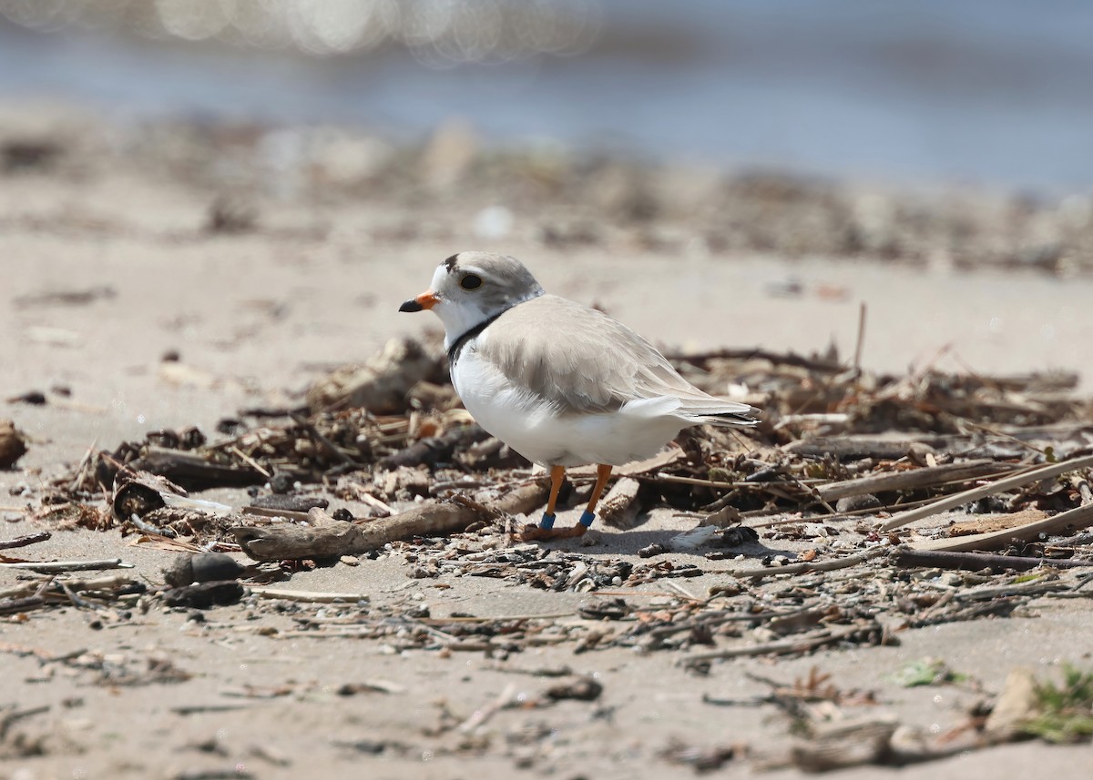 Piping Plover - ML618792672