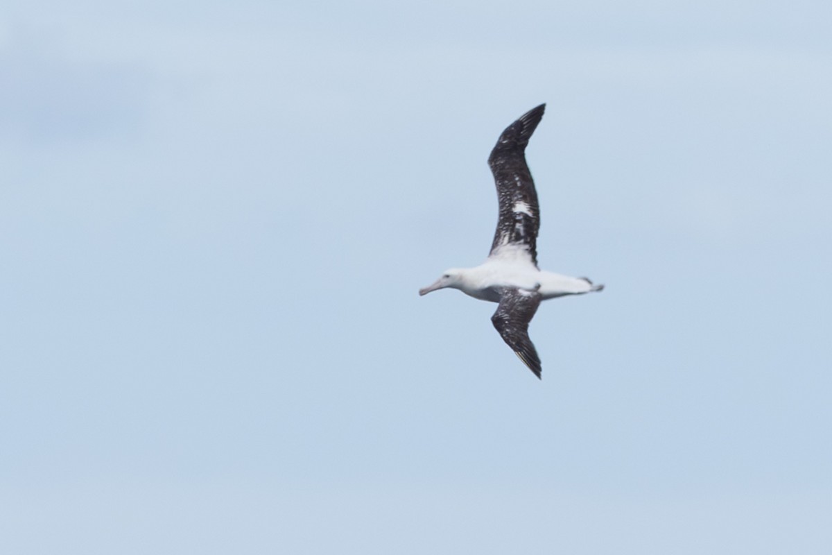 Snowy Albatross - Jodi Webber