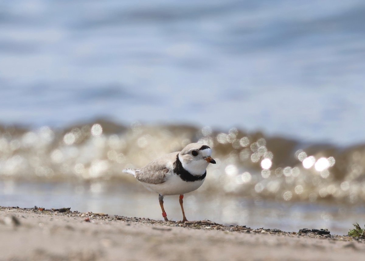 Piping Plover - ML618792688