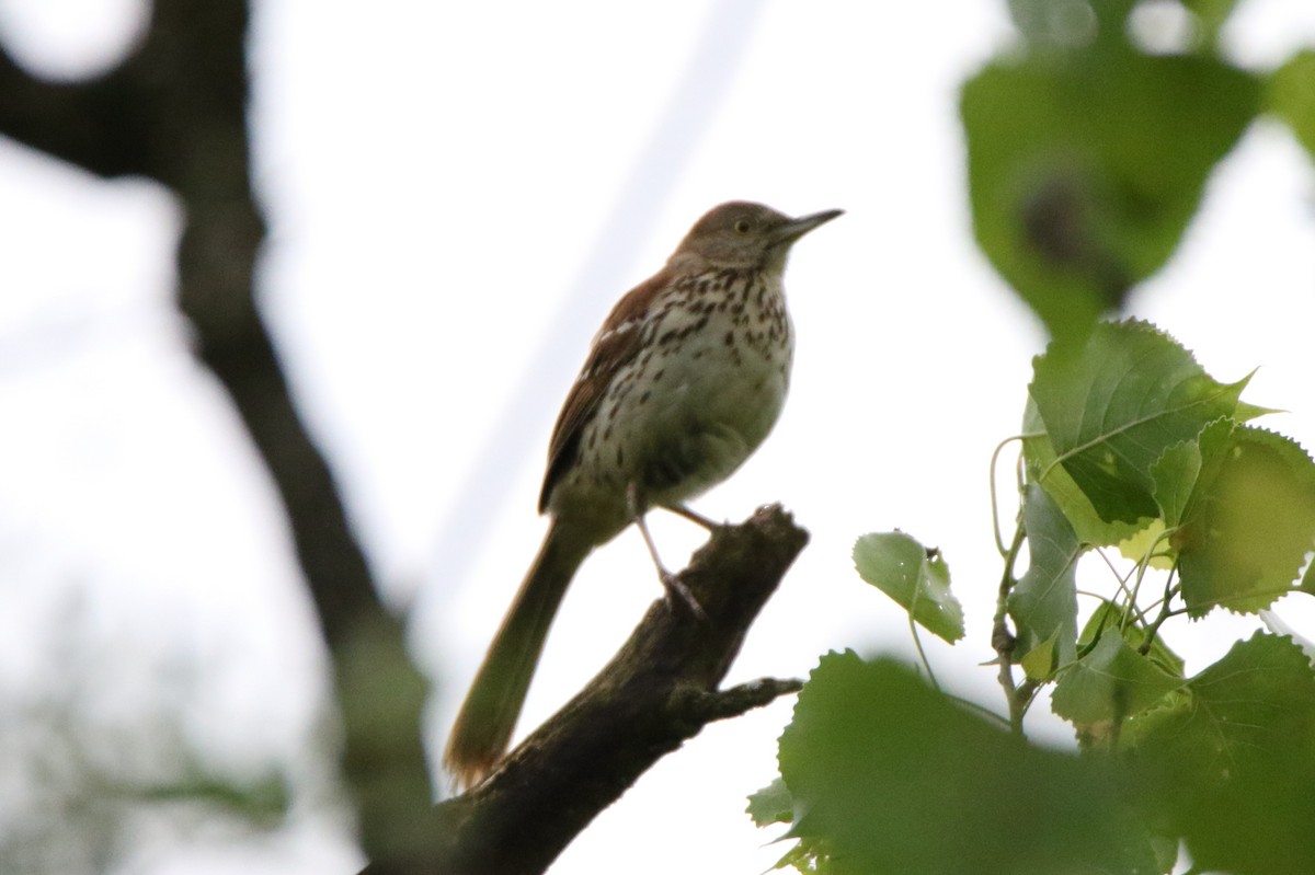 Brown Thrasher - Joe Baldwin