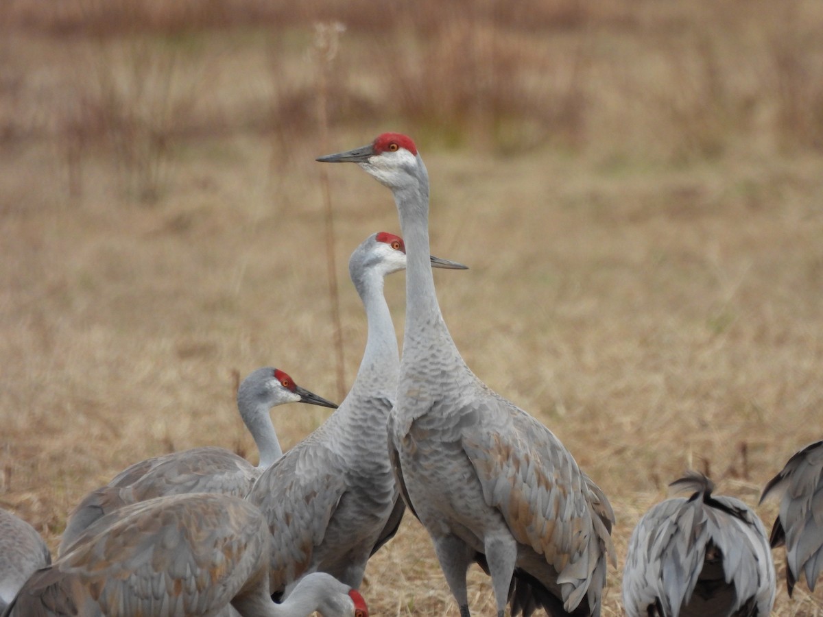 Sandhill Crane - Lachlan Bebout