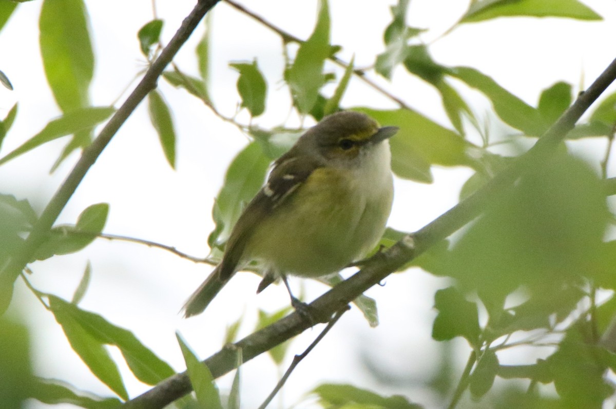 White-eyed Vireo - Joe Baldwin