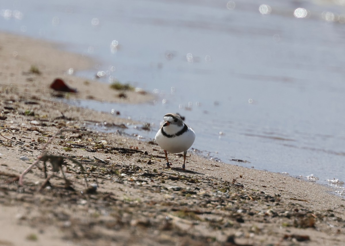 Piping Plover - ML618792706