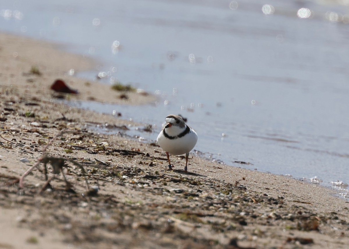 Piping Plover - Karen and Harry Presser