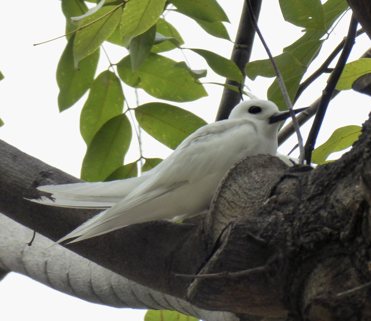 White Tern - ML618792710