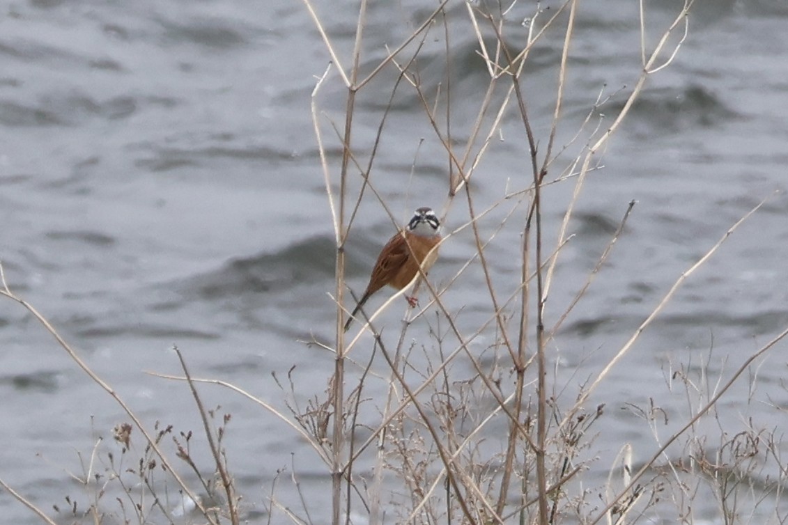 Meadow Bunting - ML618792718